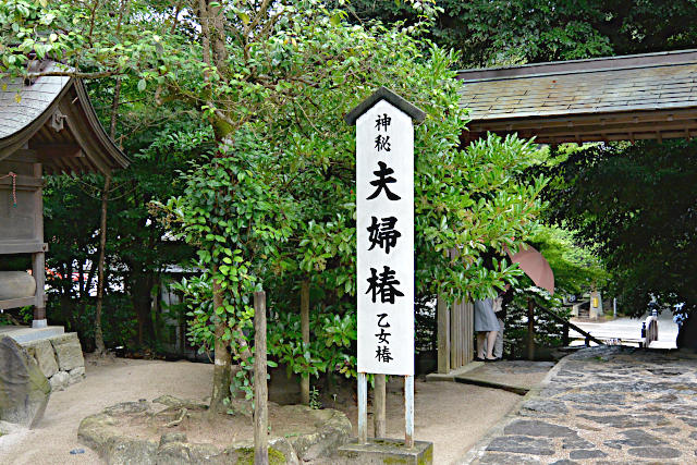 夫婦杉（乙女椿）