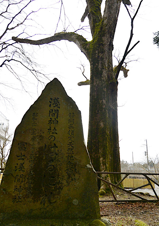 県天然記念物「ハルニレの木」