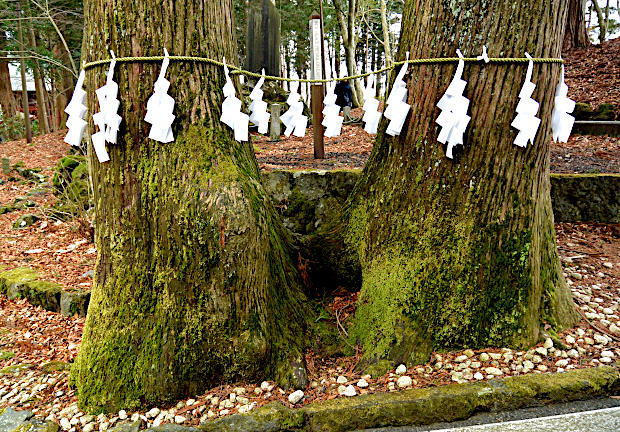 東口冨士浅間神社のご神木
