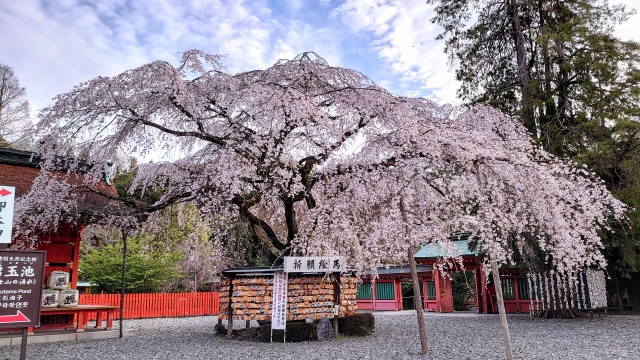 富士山本宮浅間大社・信玄桜