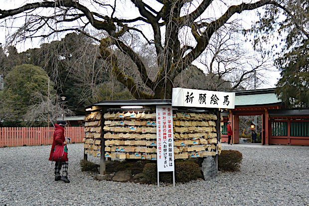 富士山本宮浅間大社・信玄桜