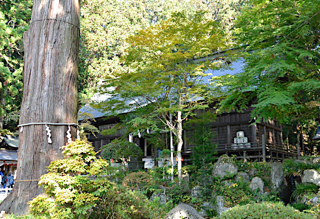 拝殿前の「連理の楓の木」