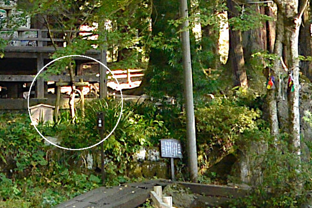 拝殿前の「和(なごみ)の楓」