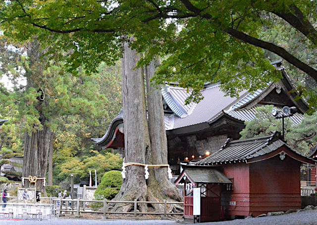 太郎杉と夫婦檜