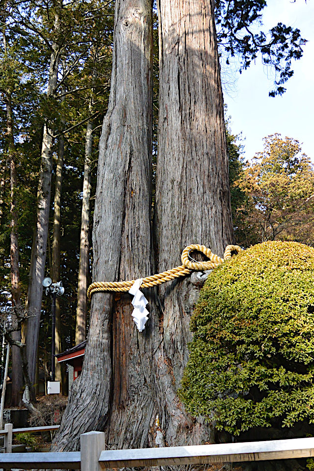 冨士夫婦檜（ヒノキ）