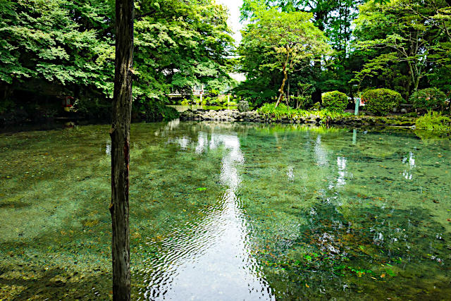 富士山本宮浅間大社・湧玉池
