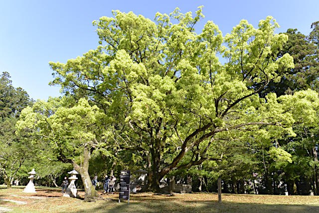 大斎原